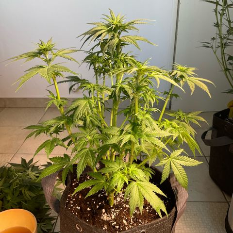 White Widow XXL #3 growlog timeline photo