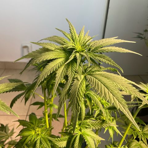 White Widow XXL #3 growlog timeline photo