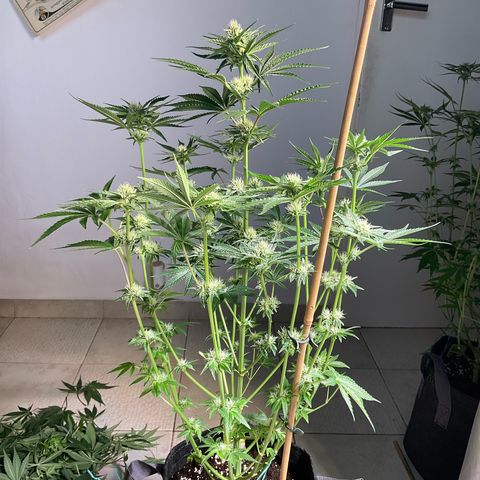 Mango Sherbert #1 growlog timeline photo