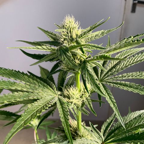 Mango Sherbert #1 growlog timeline photo