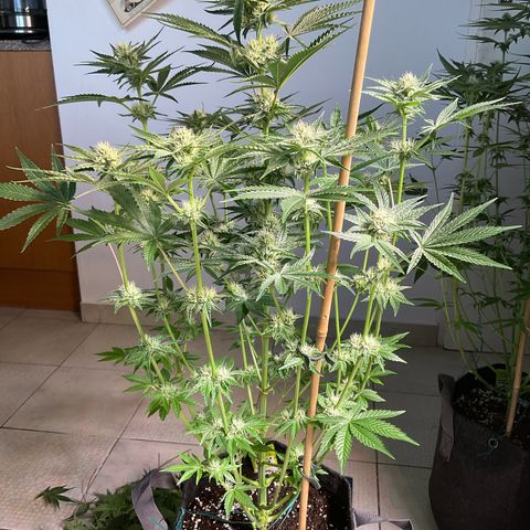 Mango Sherbert #1 growlog timeline photo
