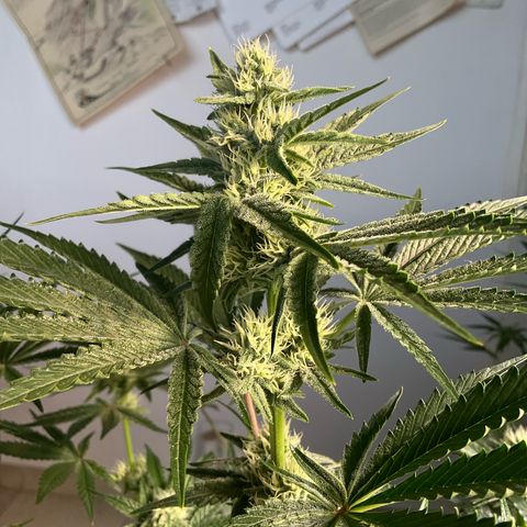 Mango Sherbert #1 growlog timeline photo