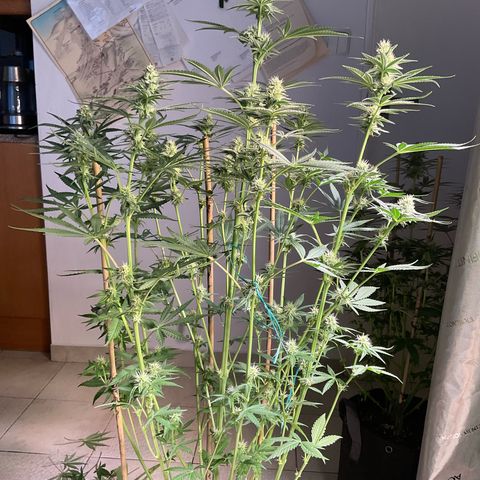 Biscoti growlog timeline photo