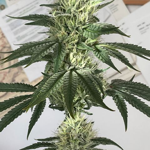 Hella Jelly #1 growlog timeline photo