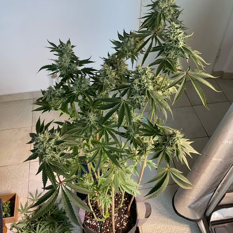 Hella Jelly #2 growlog timeline photo