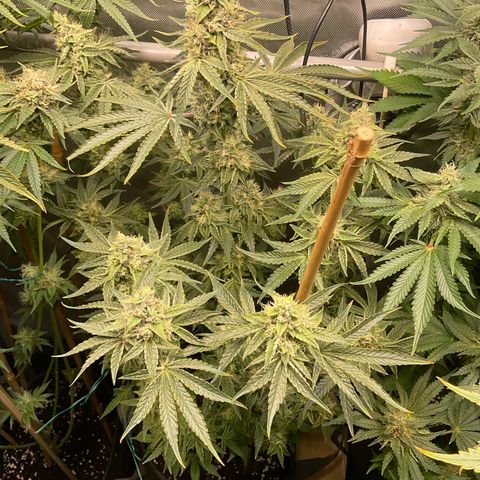 Mango Sherbert #1 growlog timeline photo