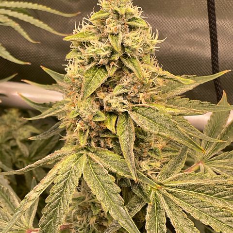 Mango Sherbert #1 growlog timeline photo