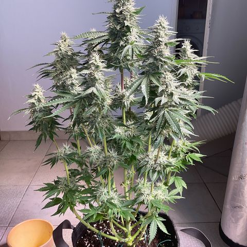 Girl Scout Cookies growlog timeline photo