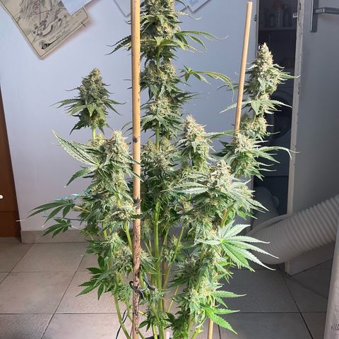 White Widow XXL #3 growlog timeline photo