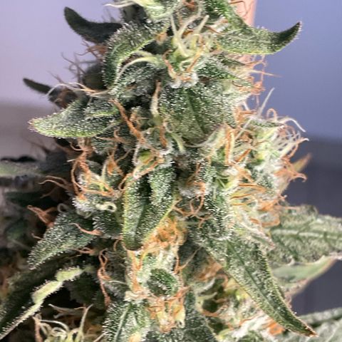White Widow XXL #3 growlog timeline photo