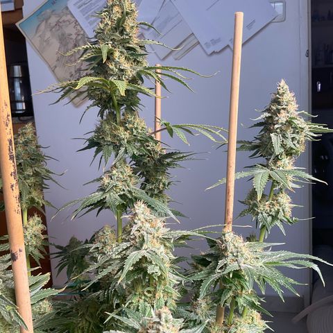 White Widow XXL #3 growlog timeline photo
