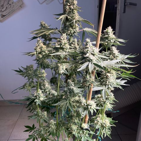 Mango Sherbert #1 growlog timeline photo
