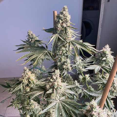Mango Sherbert #1 growlog timeline photo