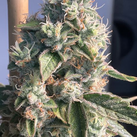 Mango Sherbert #1 growlog timeline photo