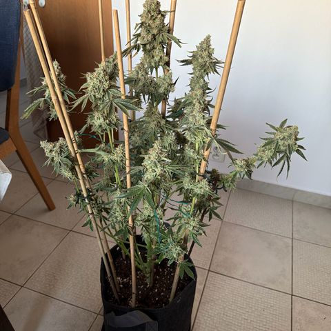 Mango Sherbert #1 growlog timeline photo