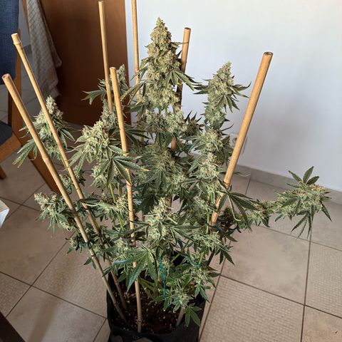 Mango Sherbert #1 growlog timeline photo