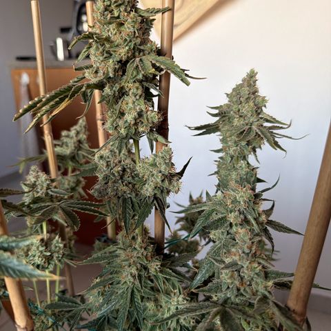 Mango Sherbert #1 growlog timeline photo