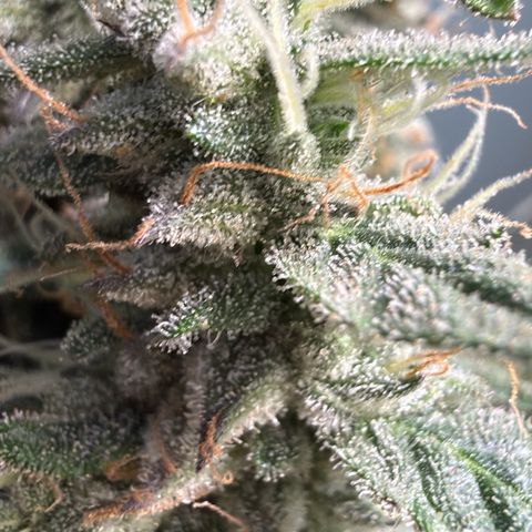 Girl Scout Cookies growlog timeline photo