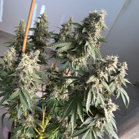 Girl Scout Cookies growlog timeline photo