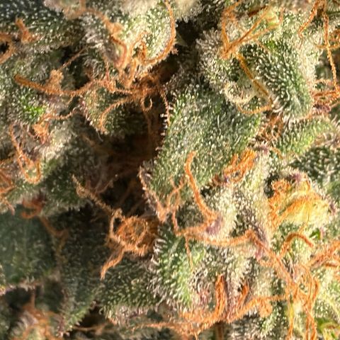 White Widow XXL #3 growlog timeline photo