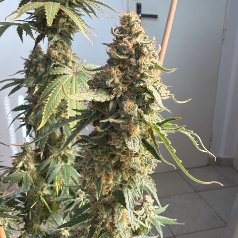 White Widow XXL #3 growlog timeline photo