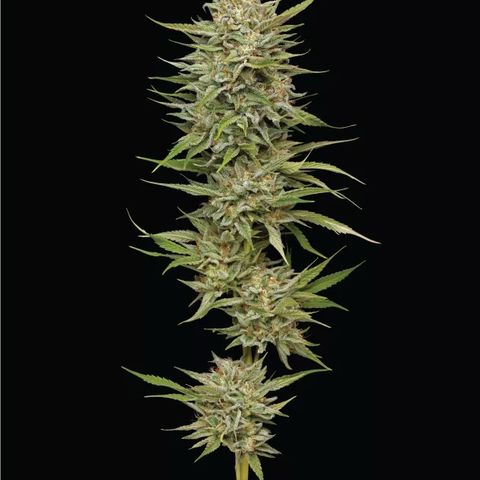 OG Kush #3 Growlog-Foto 1