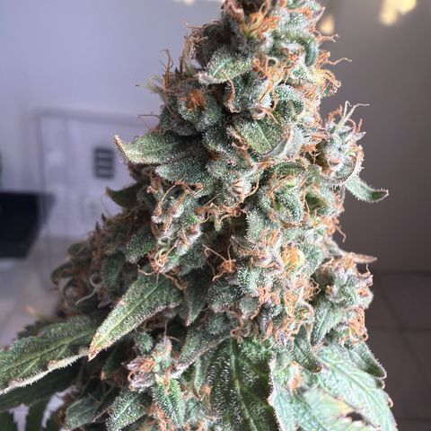White Widow XXL #3 growlog timeline photo
