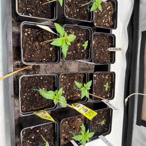 Acapulco Gold growlog timeline photo