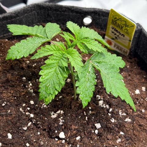 White Widow XXL #2 growlog timeline photo
