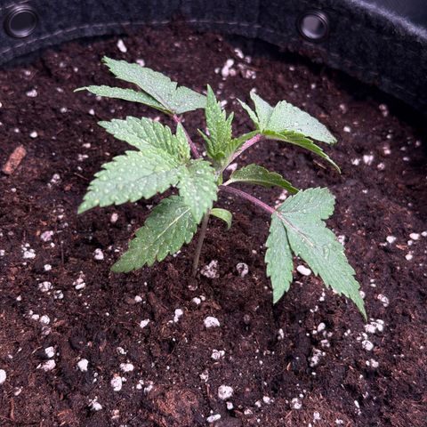 White Widow XXL #3 growlog timeline photo