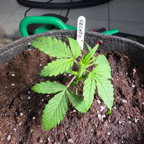 Gelato growlog timeline photo