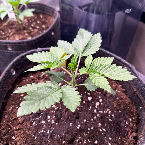 OG Kush #3 growlog timeline photo