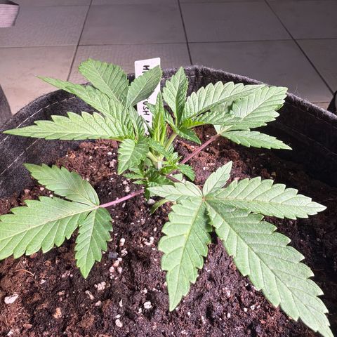 Hindu Kush #1 growlog timeline photo