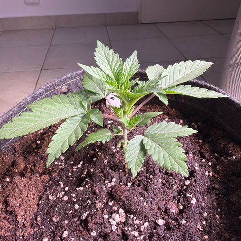 Hindu Kush #4 growlog timeline photo