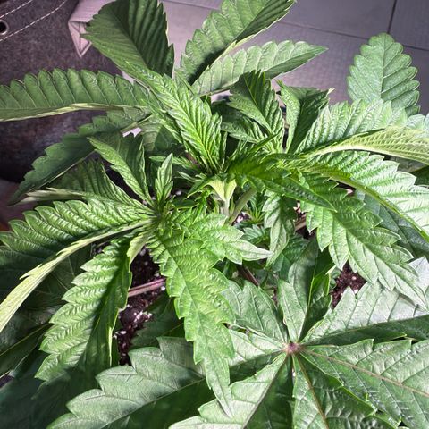 White Widow XXL #2 growlog timeline photo