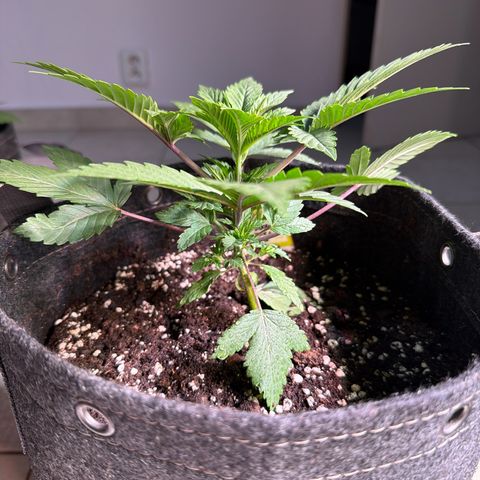 White Widow XXL #3 growlog timeline photo