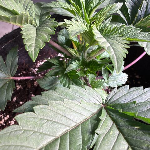 White Widow XXL #3 growlog timeline photo