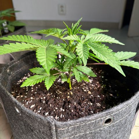 Hindu Kush #1 growlog timeline photo