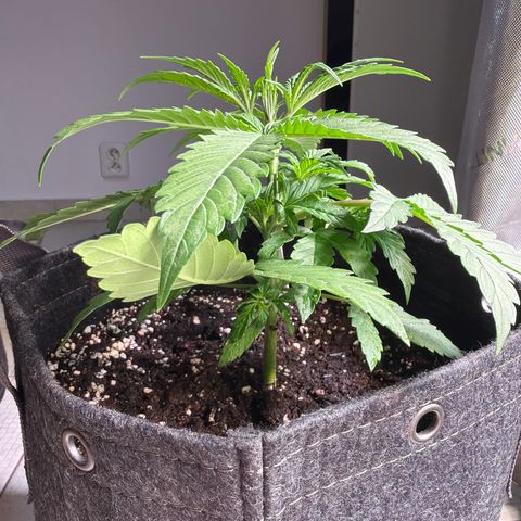 Gelato growlog timeline photo