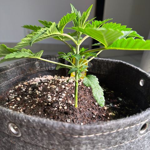 OG Kush #3 growlog timeline photo