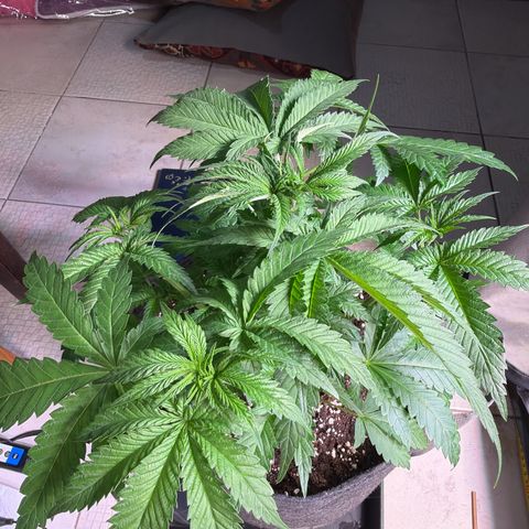 White Widow XXL #2 growlog timeline photo