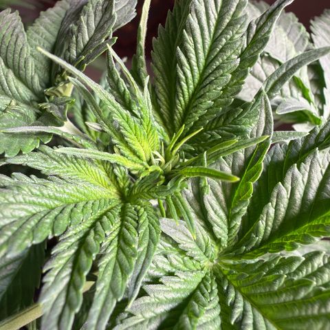 White Widow XXL #3 growlog timeline photo