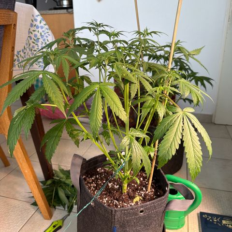Gelato growlog timeline photo