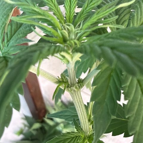 Gelato growlog timeline photo