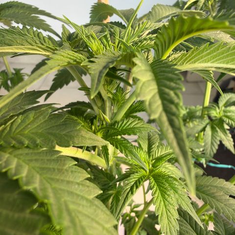Hindu Kush #1 growlog timeline photo
