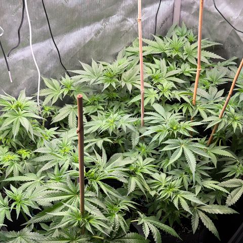 Acapulco Gold growlog timeline photo