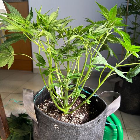 OG Kush #4 growlog timeline photo