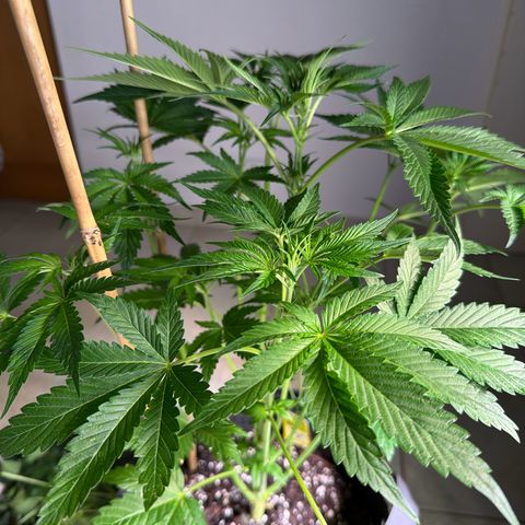 OG Kush #3 growlog timeline photo