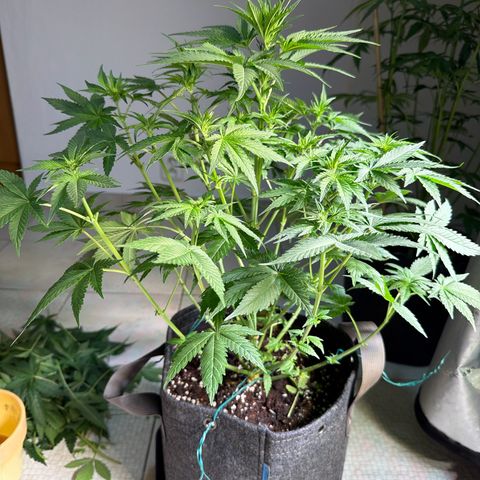 White Widow XXL #3 growlog timeline photo