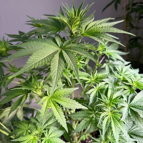 White Widow XXL #3 growlog timeline photo